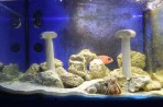 Faliraki Aquarium - island of Rhodes photo 15