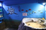 Faliraki Aquarium - island of Rhodes photo 17