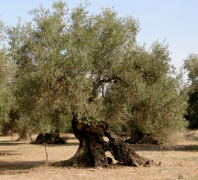 Olive tree