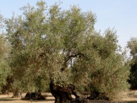 Olive tree