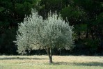 Olive tree photo 1