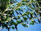 Olive tree photo 2