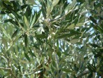 Olive tree photo 3