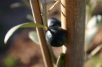 Olive tree photo 4