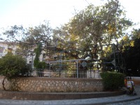 Hippocrates plane tree