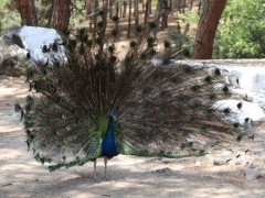 Plaka Forest Animal Park