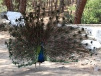 Plaka Forest Animal Park
