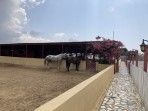Erikas Horse Farm - island of Kos photo 4