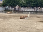 Erikas Horse Farm - island of Kos photo 6