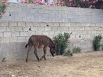 Erikas Horse Farm - island of Kos photo 7