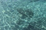 Plati Island photo 5