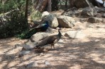Plaka Forest Animal Park - Kos island photo 12