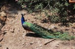 Plaka Forest Animal Park - Kos island photo 13