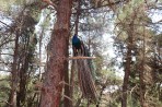 Plaka Forest Animal Park - Kos island photo 14