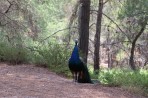 Plaka Forest Animal Park - Kos island photo 15