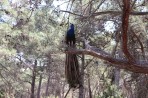 Plaka Forest Animal Park - Kos island photo 18