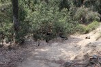 Plaka Forest Animal Park - Kos island photo 20