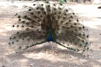 Plaka Forest Animal Park - Kos island photo 21