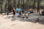 Plaka Forest Animal Park - Kos island photo 22