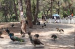 Plaka Forest Animal Park - Kos island photo 24