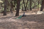 Plaka Forest Animal Park - Kos island photo 3