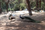 Plaka Forest Animal Park - Kos island photo 6