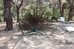 Plaka Forest Animal Park - Kos island photo 10