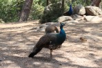 Plaka Forest Animal Park - Kos island photo 11