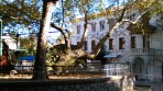 Hippocrates plane tree - Kos island photo 7