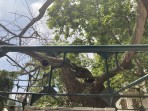 Hippocrates plane tree - Kos island photo 3
