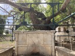 Hippocrates plane tree - Kos island photo 4