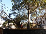 Hippocrates plane tree - Kos island photo 5