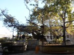 Hippocrates plane tree - Kos island photo 6